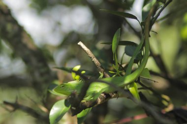Dallardaki güzel yeşil kertenkele. Bronchocela jubata, genelde yaban mersinli orman kertenkelesi ya da bahçe kertenkelesi olarak bilinir. Bukalemun detaylarını kapat.