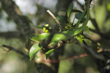 Dallardaki güzel yeşil kertenkele. Bronchocela jubata, genelde yaban mersinli orman kertenkelesi ya da bahçe kertenkelesi olarak bilinir. Bukalemun detaylarını kapat.