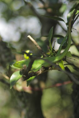 Dallardaki güzel yeşil kertenkele. Bronchocela jubata, genelde yaban mersinli orman kertenkelesi ya da bahçe kertenkelesi olarak bilinir. Bukalemun detaylarını kapat.