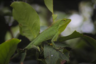 Dallardaki güzel yeşil kertenkele. Bronchocela jubata, genelde yaban mersinli orman kertenkelesi ya da bahçe kertenkelesi olarak bilinir. Bukalemun detaylarını kapat.