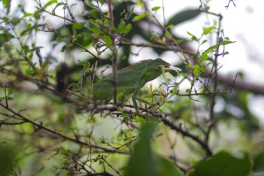 Dalları yiyen güzel yeşil kertenkele. Bronchocela jubata, genelde yaban mersinli orman kertenkelesi ya da bahçe kertenkelesi olarak bilinir. Bukalemun detaylarını kapat.