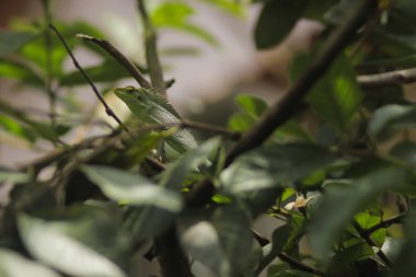 Ağaç dallarında güneşlenen dinlendirici bahçe kertenkelesi. Bronchocela jubata, genelde yaban mersinli orman kertenkelesi ya da bahçe kertenkelesi olarak bilinir. Bukalemun detaylarını kapat.