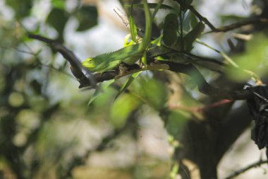 Dallardaki güzel yeşil kertenkele. Bronchocela jubata, genelde yaban mersinli orman kertenkelesi ya da bahçe kertenkelesi olarak bilinir. Bukalemun detaylarını kapat.