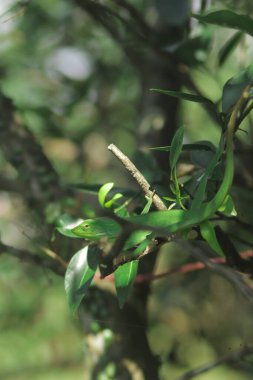 Dallardaki güzel yeşil kertenkele. Bronchocela jubata, genelde yaban mersinli orman kertenkelesi ya da bahçe kertenkelesi olarak bilinir. Bukalemun detaylarını kapat.