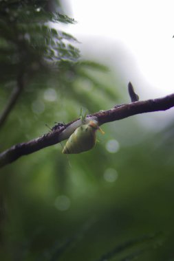 Zümrüt yeşili salyangoz yağmur sonrası sallanıyor Endonezya yağmur ormanlarında bulundu.