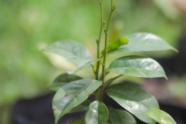 Ağaçta sürünen sevimli yeşil tırtıl. Tırtıl görüntüsü.