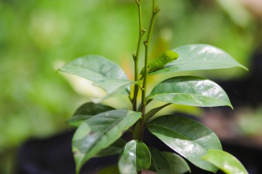 Ağaçta sürünen sevimli yeşil tırtıl. Tırtıl görüntüsü.