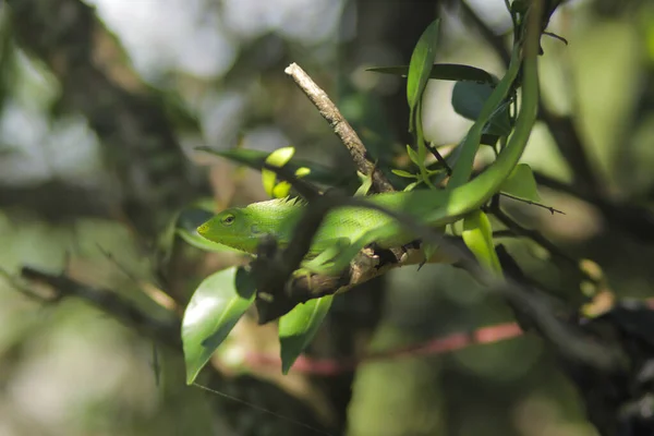 Красивая Зеленая Ящерица Ветвях Bronchocela Jubata Широко Известный Грива Лесная — стоковое фото