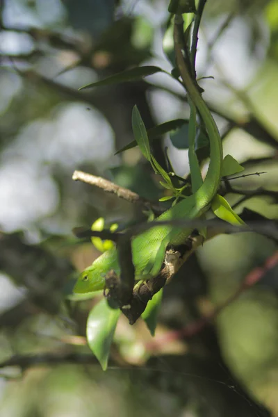 Piękne Zielone Jaszczurki Gałęziach Bronchocela Jubata Powszechnie Znana Jako Jaszczurka — Zdjęcie stockowe