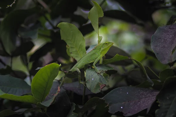 枝条上美丽的绿色蜥蜴 金丝雀 俗称花冠林蜥蜴或花园蜥蜴 特写变色龙细节 — 图库照片