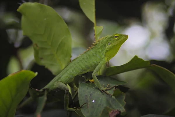 Beau Lézard Vert Sur Les Branches Bronchocela Jubata Communément Appelé — Photo