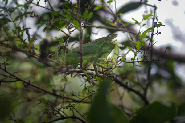 美丽的绿色蜥蜴靠树枝吃饭 金丝雀 俗称花冠林蜥蜴或花园蜥蜴 特写变色龙细节 — 图库照片