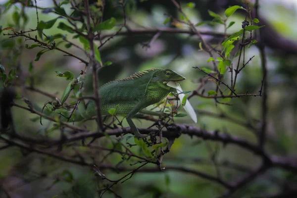 美丽的绿色蜥蜴靠树枝吃饭 金丝雀 俗称花冠林蜥蜴或花园蜥蜴 特写变色龙细节 — 图库照片