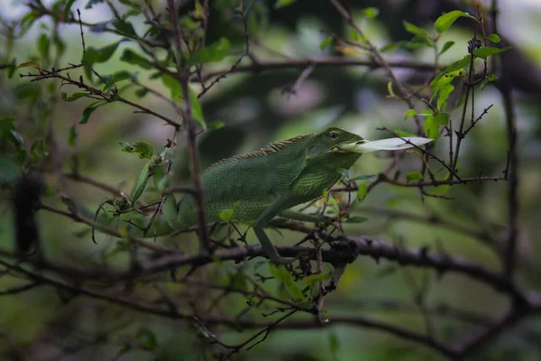 Beau Lézard Vert Mangeant Sur Les Branches Bronchocela Jubata Communément — Photo