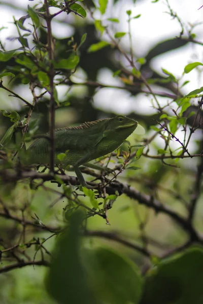 枝で食べる美しい緑のトカゲ ブロンチェラ ジュバータ 英語版 一般に有人の森林トカゲや庭園トカゲとして知られている カメレオンの詳細を閉じる — ストック写真