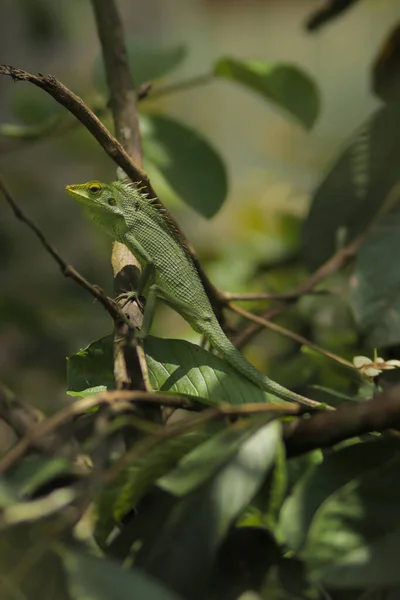 在树枝上放松花园蜥蜴的日光浴 金丝雀 俗称花冠林蜥蜴或花园蜥蜴 特写变色龙细节 — 图库照片