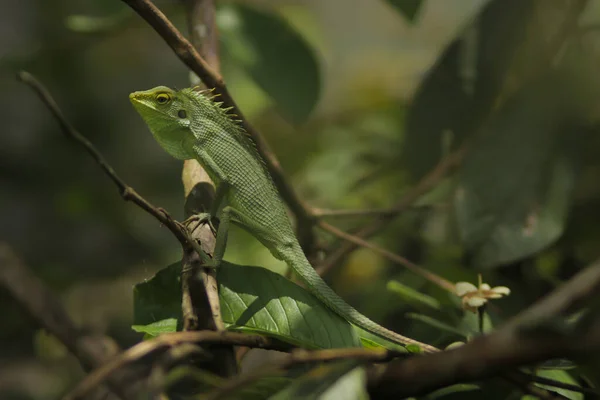 在树枝上放松花园蜥蜴的日光浴 金丝雀 俗称花冠林蜥蜴或花园蜥蜴 特写变色龙细节 — 图库照片