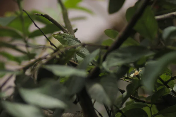 在树枝上放松花园蜥蜴的日光浴 金丝雀 俗称花冠林蜥蜴或花园蜥蜴 特写变色龙细节 — 图库照片