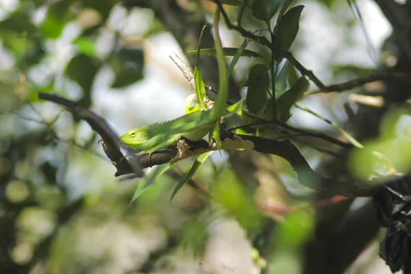 枝条上美丽的绿色蜥蜴 金丝雀 俗称花冠林蜥蜴或花园蜥蜴 特写变色龙细节 — 图库照片