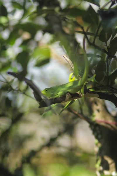 Hermoso Lagarto Verde Las Ramas Bronchocela Jubata Comúnmente Conocida Como — Foto de Stock