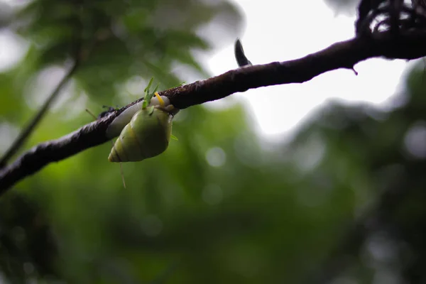Escargot Vert Émeraude Accroché Arbre Après Pluie Trouvé Dans Forêt — Photo