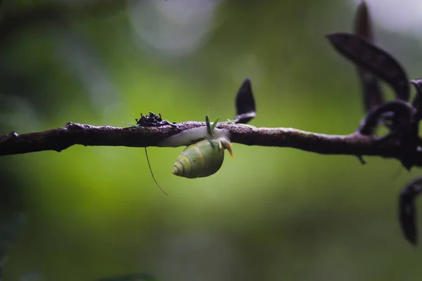Zümrüt Yeşili Salyangoz Yağmur Sonrası Sallanıyor Endonezya Yağmur Ormanlarında Bulundu — Stok fotoğraf
