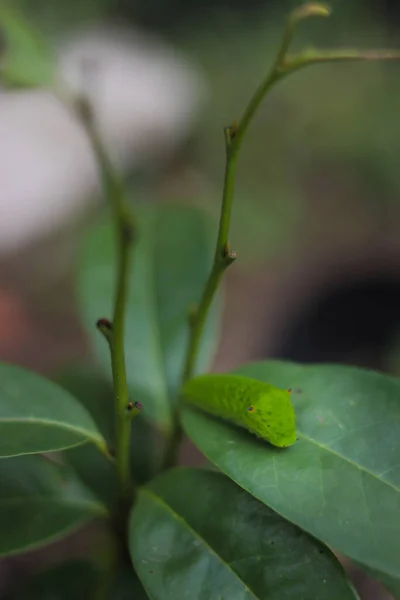 Aranyos Zöld Hernyó Mászik Fán Caterpillar Stock Képek — Stock Fotó