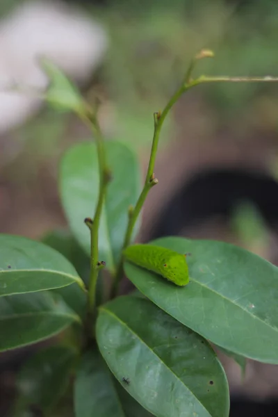 Mignonne Chenille Verte Rampant Sur Arbre Images Stock Caterpillar — Photo