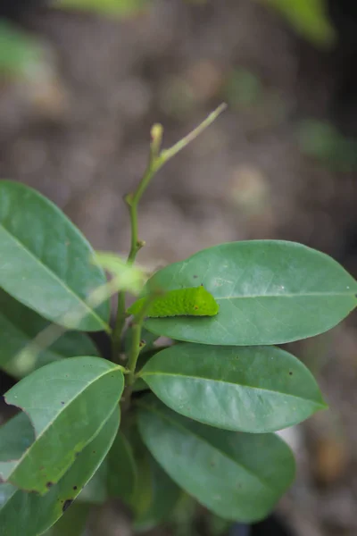 かわいい緑の毛虫が木の上を這う キャタピラーストック画像 — ストック写真