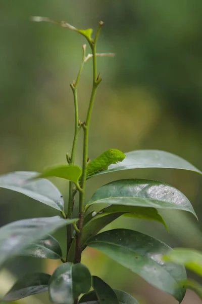 Słodka Zielona Gąsienica Czołgająca Się Drzewie Zdjęcia Gąsienicowe — Zdjęcie stockowe