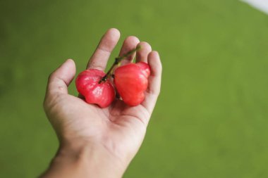 Elinde taze kırmızı gül elmaları asılı. Jambu air Merah (Syzygium aqueum), jambu Semarang (Syzygium samarangense), Jambu Bol (Syzygium malaccense) olarak da bilinir.)