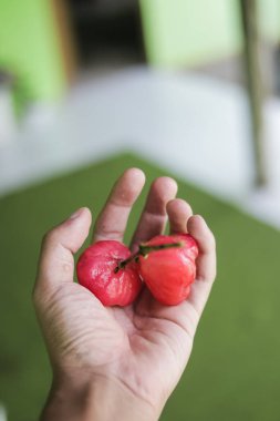 Elinde taze kırmızı gül elmaları asılı. Jambu air Merah (Syzygium aqueum), jambu Semarang (Syzygium samarangense), Jambu Bol (Syzygium malaccense) olarak da bilinir.)