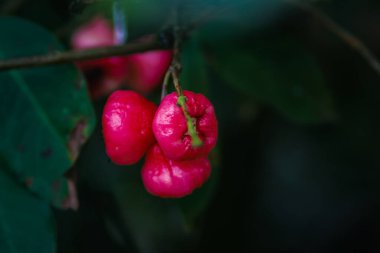 Ağaç dallarında asılı taze kırmızı gül elmaları. Jambu air Merah (Syzygium aqueum), jambu Semarang (Syzygium samarangense), Jambu Bol (Syzygium malaccense) olarak da bilinir.)