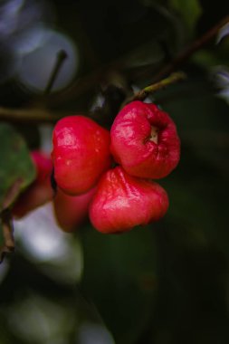 Ağaç dallarında asılı taze kırmızı gül elmaları. Jambu air Merah (Syzygium aqueum), jambu Semarang (Syzygium samarangense), Jambu Bol (Syzygium malaccense) olarak da bilinir.)