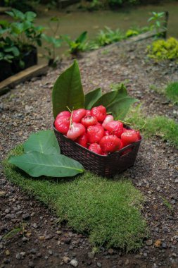 Satılık taze koparılmış elma meyvesi sepeti. Jambu air Merah (Syzygium aqueum), jambu Semarang (Syzygium samarangense), Jambu Bol veya Malay Apple (Syzygium malaccense) olarak da bilinir.)
