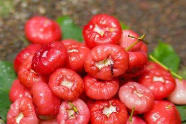 Taze olgun kırmızı elma meyveleri grubu satışa hazır. Jambu air Merah (Syzygium aqueum), jambu Semarang (Syzygium samarangense), Jambu Bol (Syzygium malaccense) olarak da bilinir.)