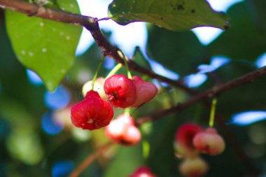 Ağaç dallarında asılı taze kırmızı gül elmaları. Jambu air Merah (Syzygium aqueum), jambu Semarang (Syzygium samarangense), Jambu Bol (Syzygium malaccense) olarak da bilinir.)