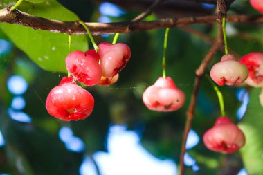 Ağaç dallarında asılı taze kırmızı gül elmaları. Jambu air Merah (Syzygium aqueum), jambu Semarang (Syzygium samarangense), Jambu Bol (Syzygium malaccense) olarak da bilinir.)