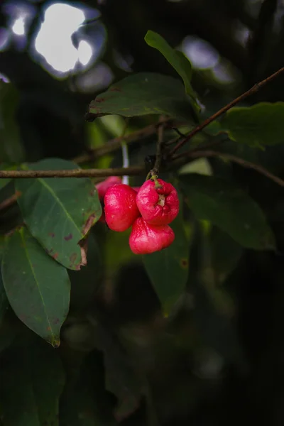 新鮮な熟した赤いバラのリンゴが木の枝にぶら下がっていました ジャムブエア メラー Syzygium Aqueum ジャムブセマラン Syzygium Samarangense ジャンブボール Jambu — ストック写真