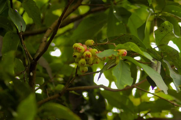 Ağaç Dallarında Asılı Taze Olgunlaşmamış Kırmızı Gül Elmaları Jambu Air — Stok fotoğraf