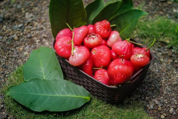 Fruta Manzana Rosa Recién Arrancada Cesta Para Venta También Conocido —  Fotos de Stock