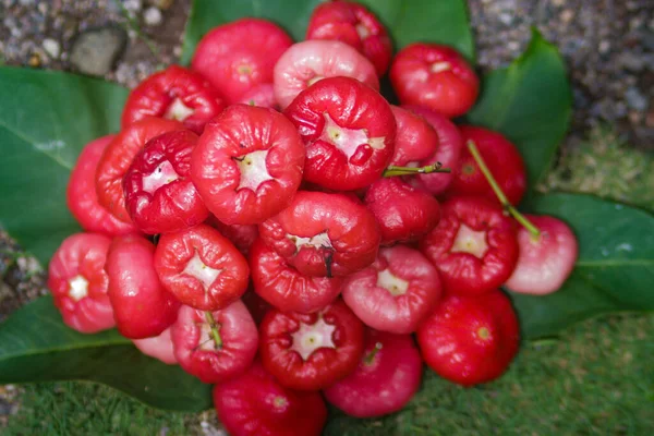 예수께서는 이렇게 말씀하 셨습니다 Jambu Air Merah Syzygium Aqueum Jambu — 스톡 사진