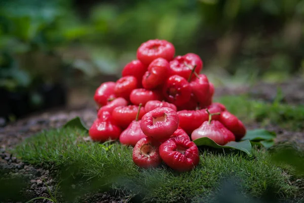 Čerstvě Nakrájené Ovoce Růží Prodej Také Známý Jako Jambu Air — Stock fotografie