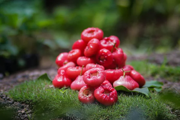 Nyplockad Rosenäppelfrukt Korg Till Salu Kallas Även Jambu Air Merah — Stockfoto