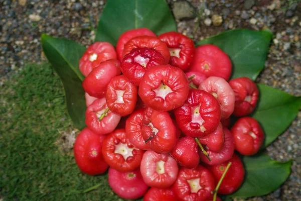 新鮮な熟した赤いバラのリンゴの果物のグループは販売の準備ができています ジャムブエア メラー Syzygium Aqueum ジャムブセマラン Syzygium Samarangense ジャンブボール Jambu — ストック写真