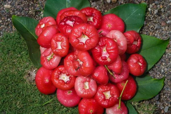 Свежесорванный Плод Яблока Розы Продажу Известные Джамбу Воздух Мера Syzygium — стоковое фото
