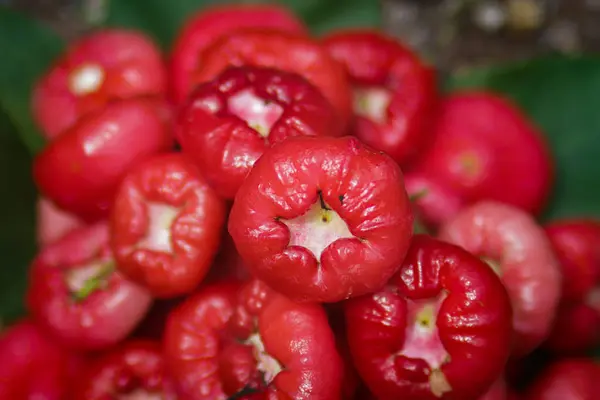 Grupo Frutas Frescas Manzanas Rojas Maduras Están Listas Para Venta —  Fotos de Stock