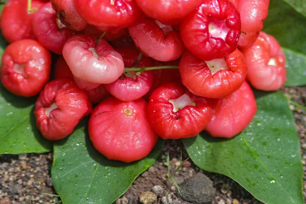 Groupe Fruits Rouges Mûrs Pomme Rose Fraîche Sont Prêts Vente — Photo