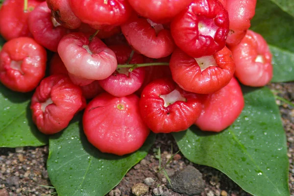 Groupe Fruits Rouges Mûrs Pomme Rose Fraîche Sont Prêts Vente — Photo