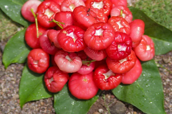 Groupe Fruits Rouges Mûrs Pomme Rose Fraîche Sont Prêts Vente — Photo